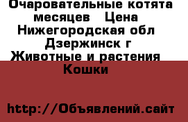 Очаровательные котята 1,5 месяцев › Цена ­ 1 - Нижегородская обл., Дзержинск г. Животные и растения » Кошки   